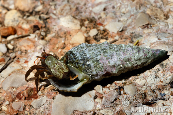 Saint Piran's Hermit Crab (Clibanarius erythropus)