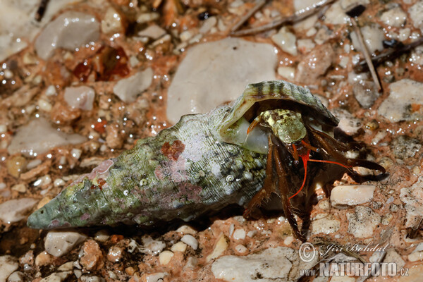 Saint Piran's Hermit Crab (Clibanarius erythropus)