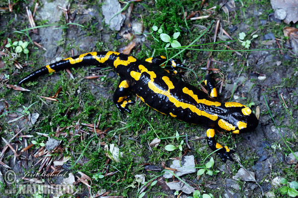 Salamandra común