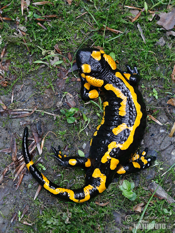 Salamandra común