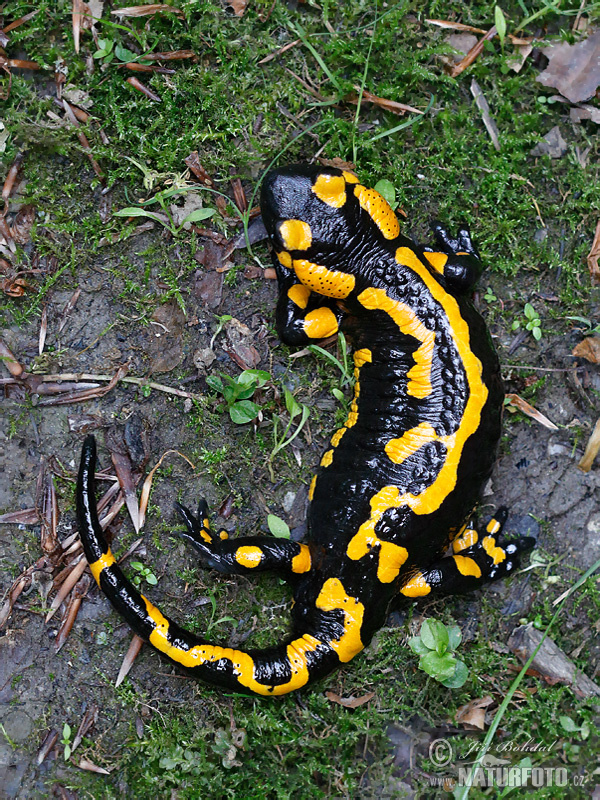 salamandre terrestre ou commune