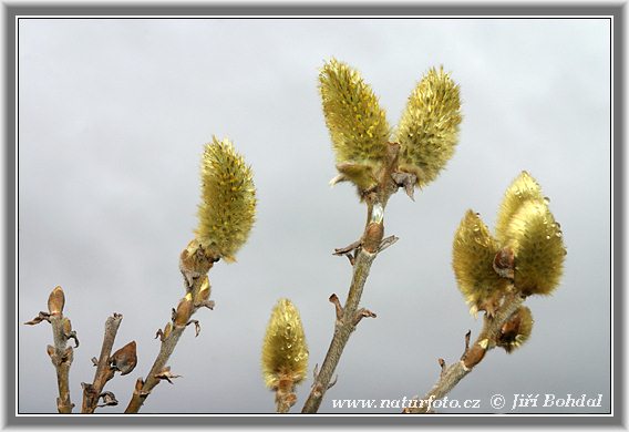 Salix