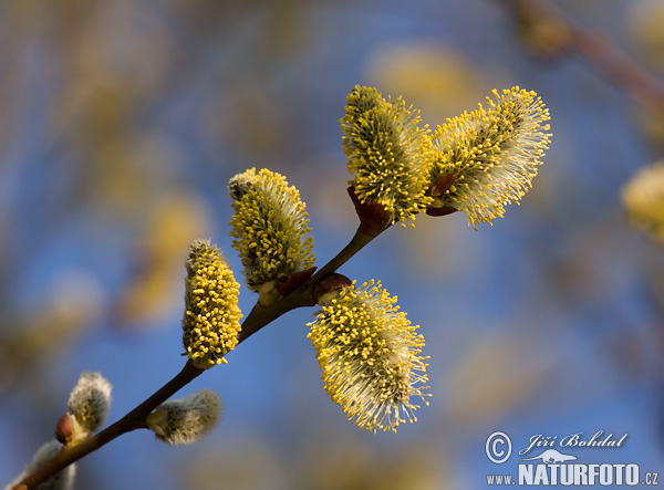 Salix caprea