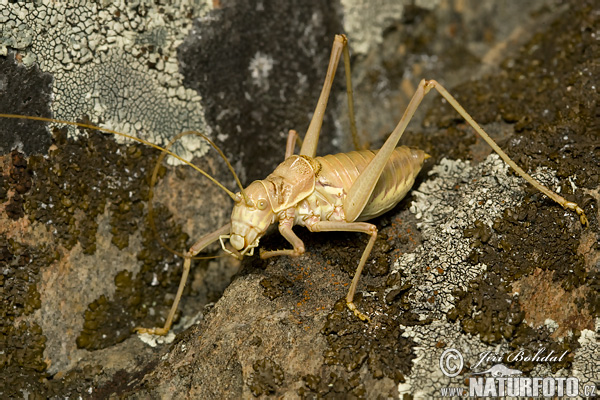 Saltamontes longicornios