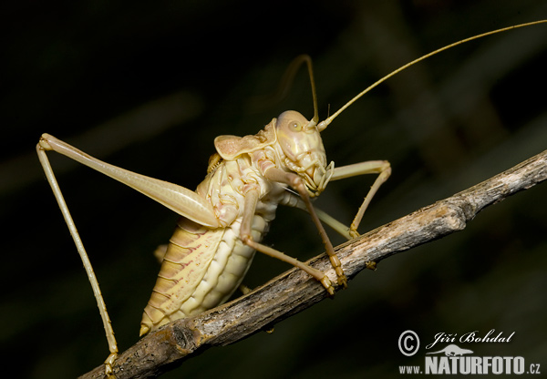 Saltamontes longicornios