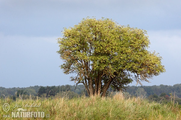 Sambucus nigra