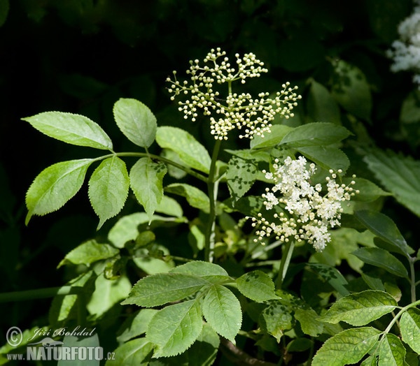 Sambucus nigra