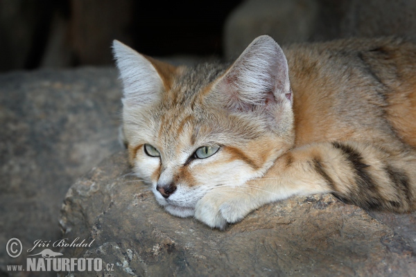 Sand Cat (Felis margarita)