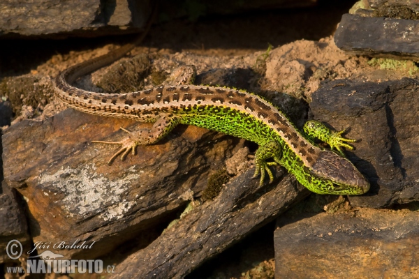 Sand Lizard (Lacerta agilis)