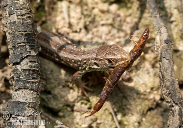 Sand Lizard (Lacerta agilis)