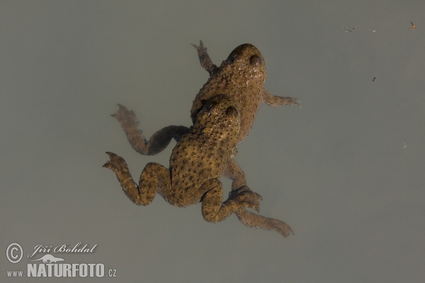 Sapo de vientre amarillo