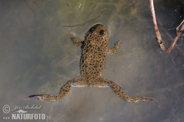 Sapo de vientre amarillo