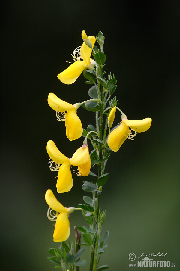 Sarothamnus scoparius