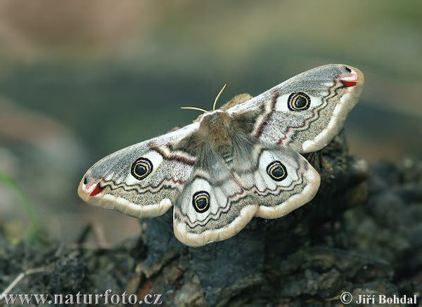 Saturnia pavonia