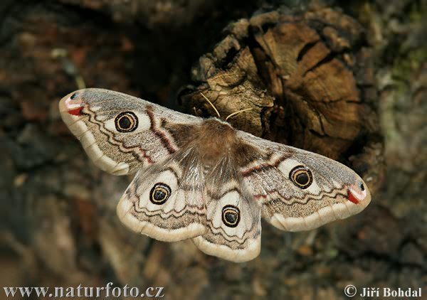 Saturnia pavonia