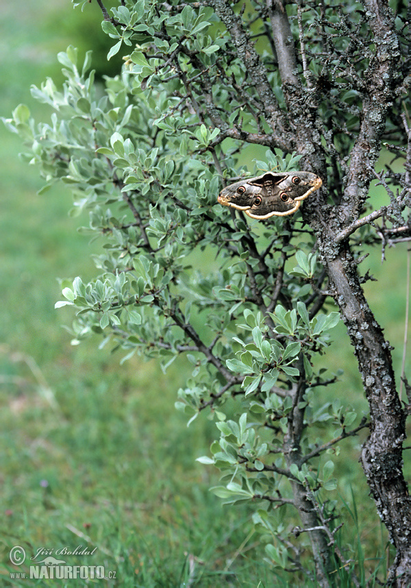 Saturnia pyri