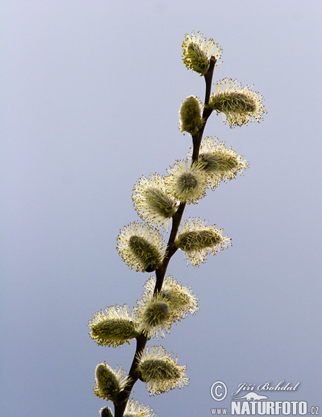 Saule marsault