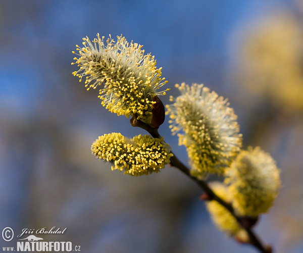 Saule marsault