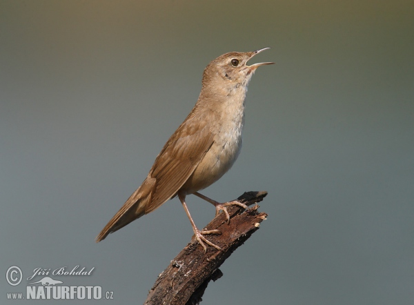 Savi's Warbler (Locustella luscinioides)