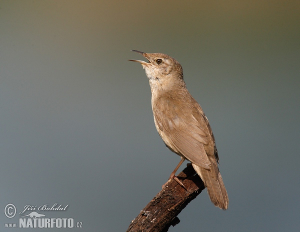 Savi's Warbler (Locustella luscinioides)