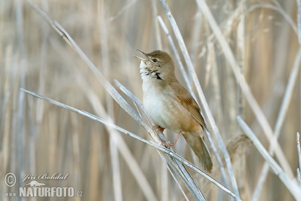 Savi's Warbler (Locustella luscinioides)