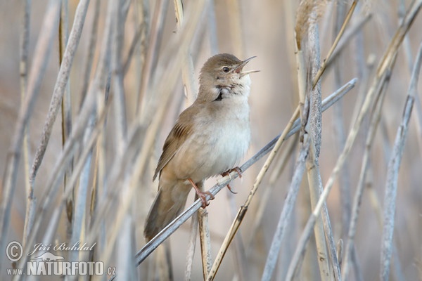 Savi's Warbler (Locustella luscinioides)