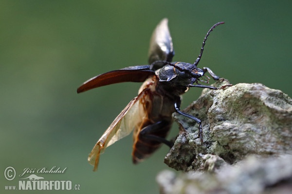 Sawing Support Beetle (Prionus coriarius)
