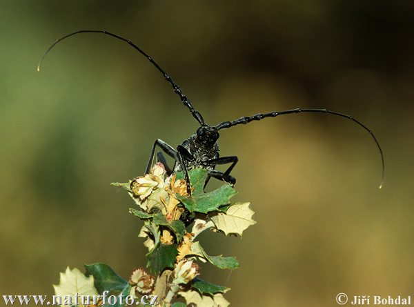 Sawyer Beetle (Cerambyx miles)