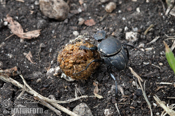 Scarab (Sisyphus schaefferi)