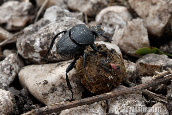 Scarab (Sisyphus schaefferi)