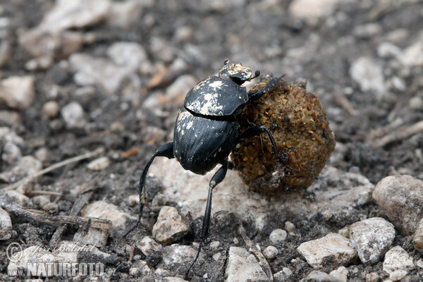 Scarab (Sisyphus schaefferi)