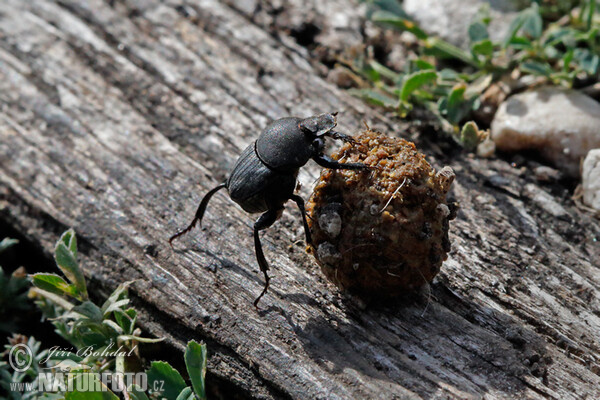 Scarab (Sisyphus schaefferi)