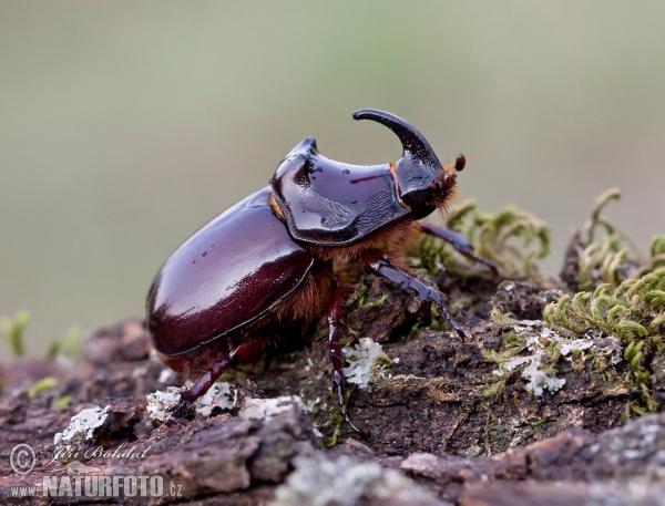 Scarabée rhinocéros européen