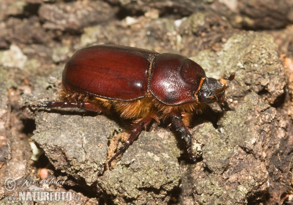 Scarabée rhinocéros européen