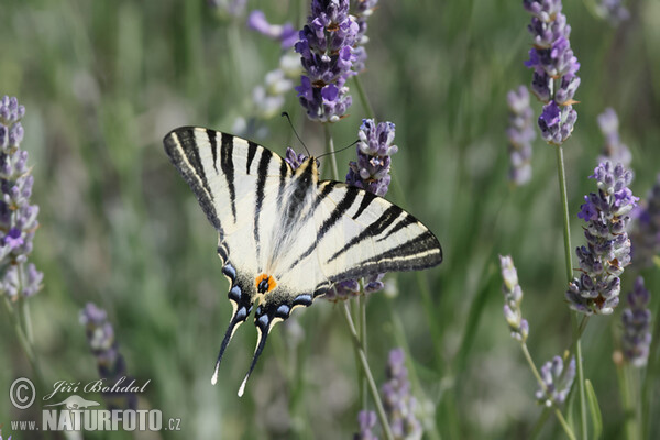 Scarce Swallowtail (Iphiclides podalirius)