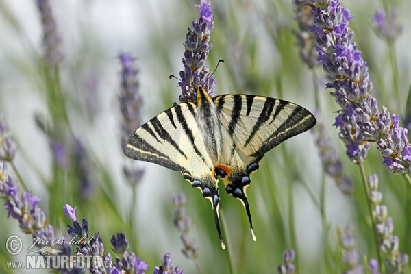 Scarce Swallowtail (Iphiclides podalirius)