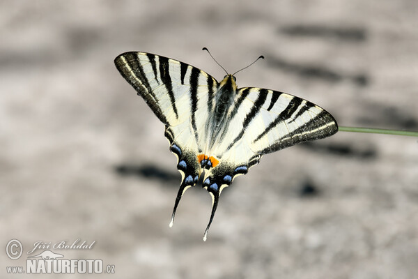 Scarce Swallowtail (Iphiclides podalirius)