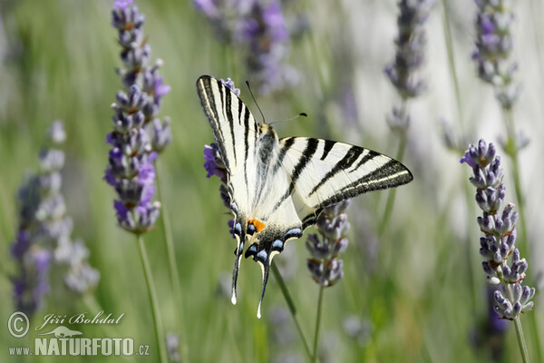 Scarce Swallowtail (Iphiclides podalirius)