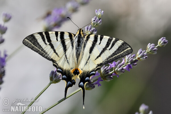 Scarce Swallowtail (Iphiclides podalirius)