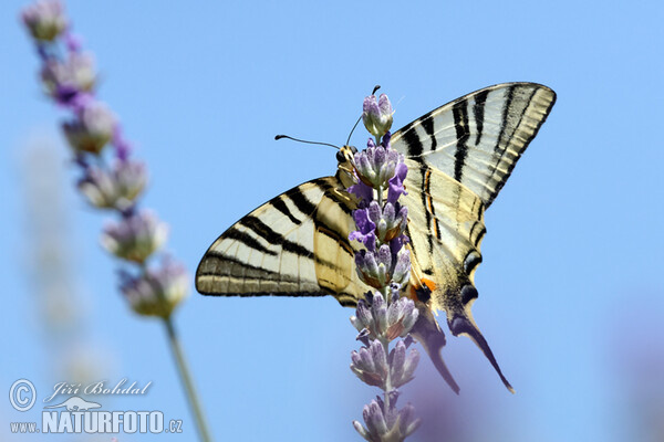 Scarce Swallowtail (Iphiclides podalirius)