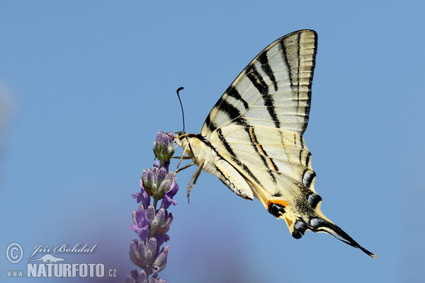 Scarce Swallowtail (Iphiclides podalirius)