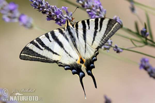 Scarce Swallowtail (Iphiclides podalirius)