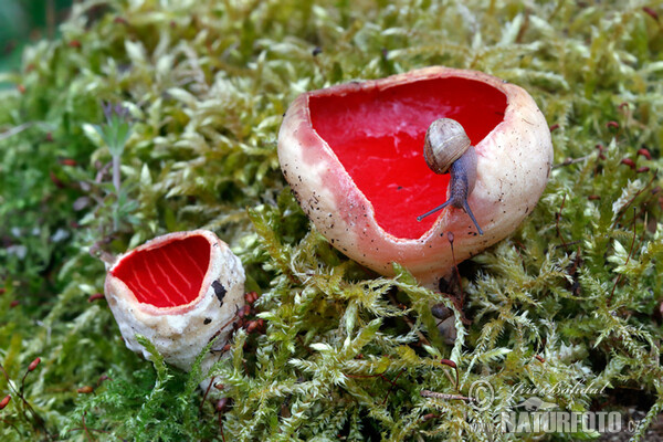 Scarlet Elfcup Mushroom (Sarcoscypha austriaca)