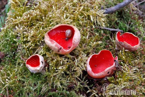 Scarlet Elfcup Mushroom (Sarcoscypha austriaca)