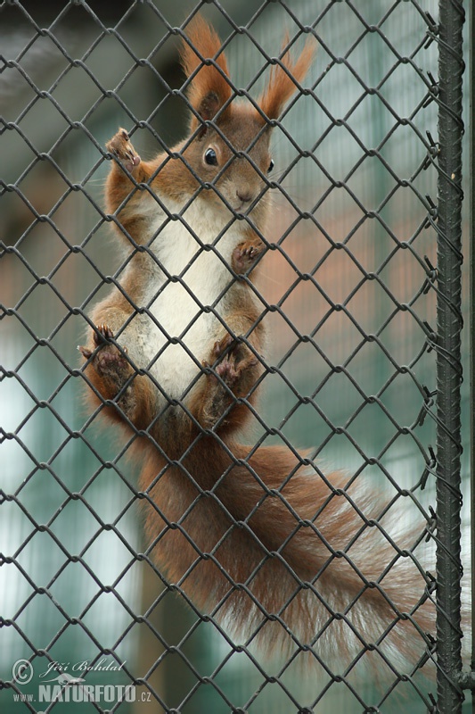 Sciurus vulgaris