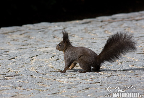 Sciurus vulgaris