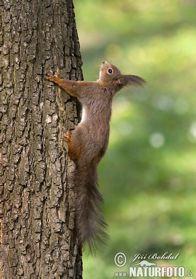 Sciurus vulgaris