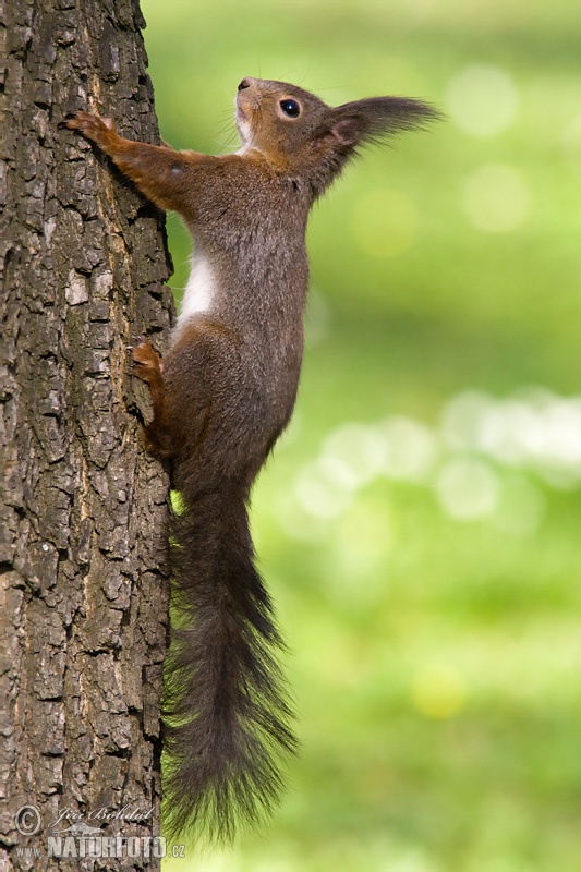 Sciurus vulgaris