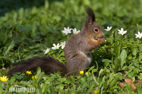 Sciurus vulgaris