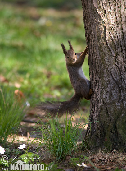 Sciurus vulgaris